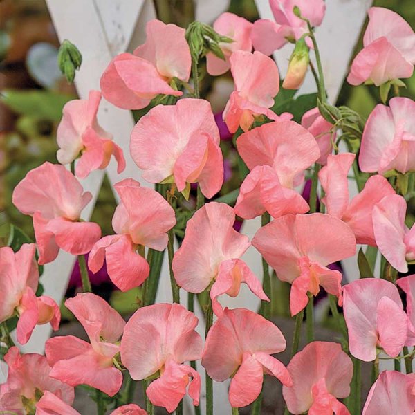 Zoomaa kuva kohteesta Tuoksuherne 'Royal Rose'