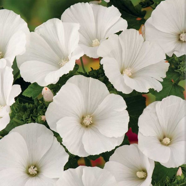 Zoom bilde av Sommerklokke 'Mont Blanc'