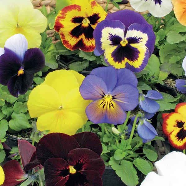 Zoomaa kuva kohteesta Orvokki 'Florist Strain' sekoitus