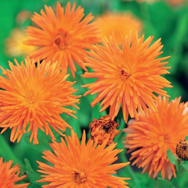 Zoom bilde av Ringblomst 'Radio'