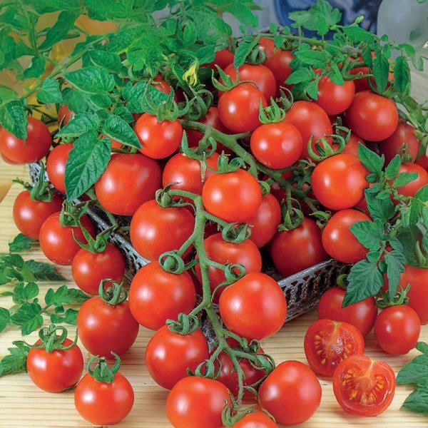 Zoomaa kuva kohteesta Kirsikkatomaatti 'Gardener´s Delight'