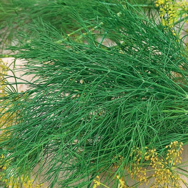 Zoomaa kuva kohteesta Tilli 'Como' Siemennauha