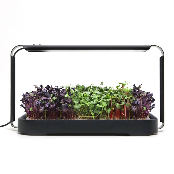 Zoomaa kuva kohteesta Urban Root Grove Black