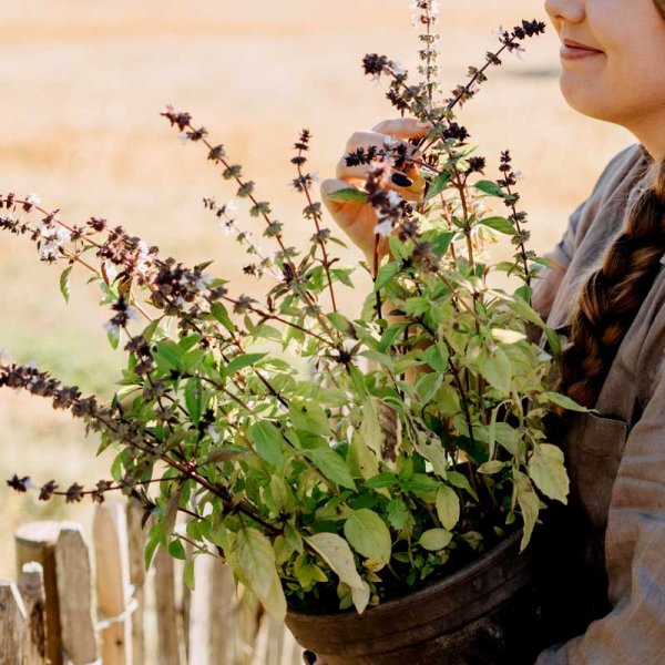 Zoom bilde av Kanelbasilikum Organic