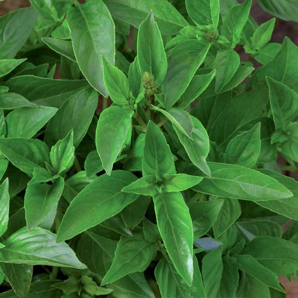 Zoomaa kuva kohteesta Sitruunabasilika 'Lemon scent'