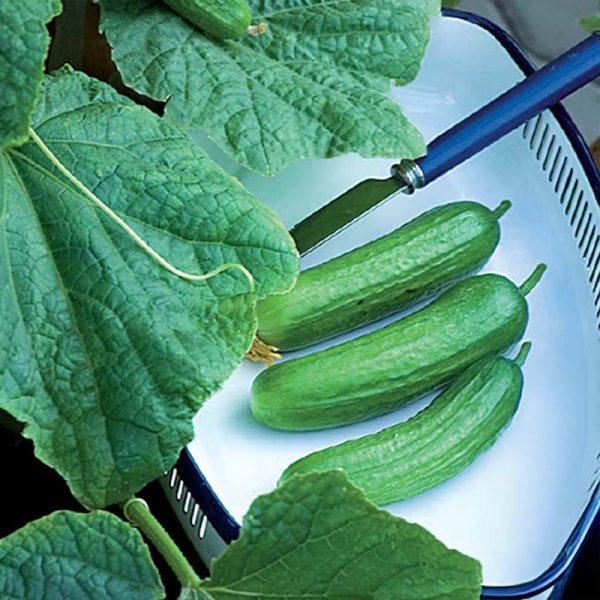 Zoomaa kuva kohteesta Potted Cucumber 'Baby' F1