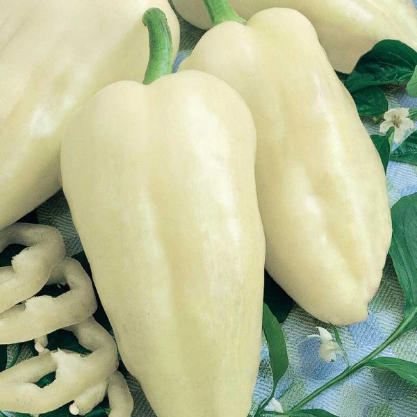 Zoomaa kuva kohteesta Paprika 'Amyka'