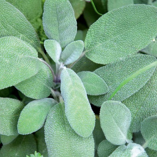 Zoomaa kuva kohteesta Maustesalvia