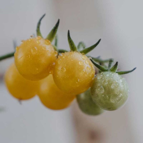 Zoom bilde av Tomat 'Golden Currant'