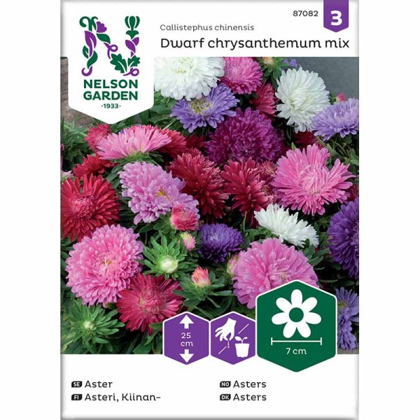 Zoomaa kuva kohteesta Kääpiöasteri 'chrysanthemum mix'
