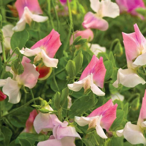 Zoomaa kuva kohteesta Tuoksuherne 'Villa Roma' White & Rose
