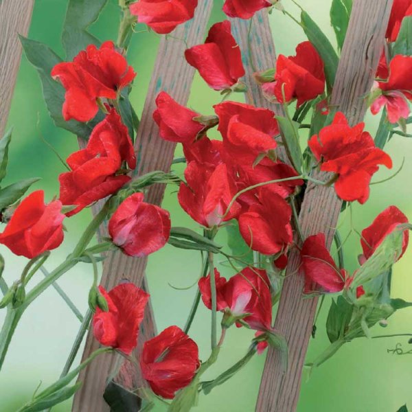 Zoomaa kuva kohteesta Tuoksuherne 'Royal Scarlet'