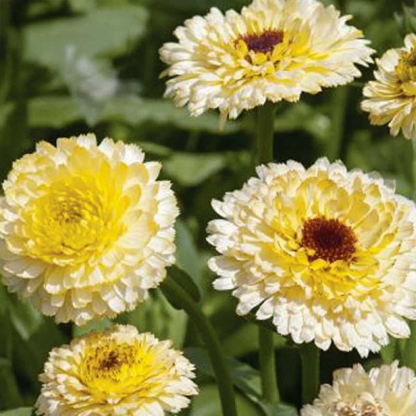 Zoom bilde av Ringblomst 'Ivory Princess'