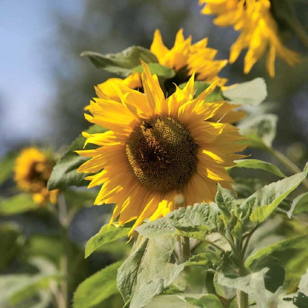 Zoomaa kuva kohteesta Giant Sunflower Organic