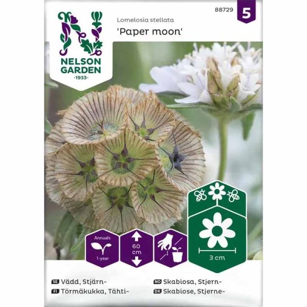 Zoomaa kuva kohteesta Scabiosa 'Paper Moon'