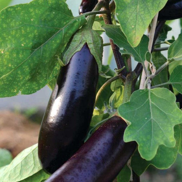 Zoom bilde av Aubergine 'Teresa' F1