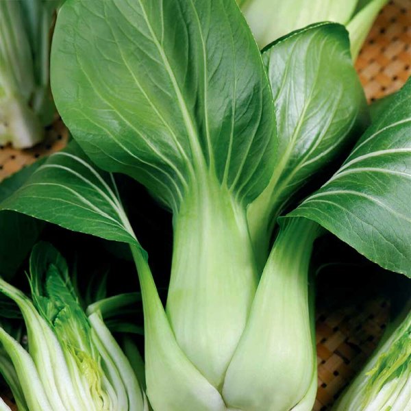 Zoomaa kuva kohteesta Pak Choi 'Summer Breeze F1'