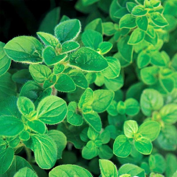 Zoom bilde av Gresk oregano Greek