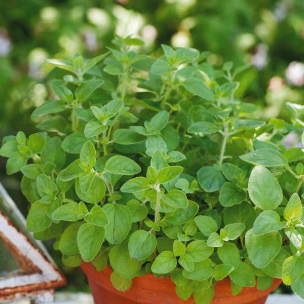 Zoomaa kuva kohteesta Oregano Organic