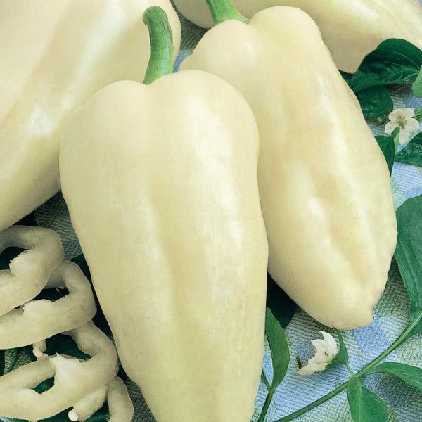 Zoomaa kuva kohteesta Paprika 'Amyka'F1