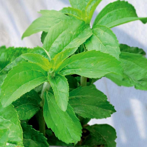 Zoomaa kuva kohteesta Makeayrtti / Stevia