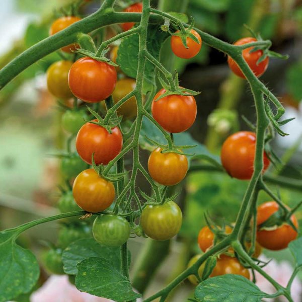 Zoom bilde av Tomat 'Golden Currant'