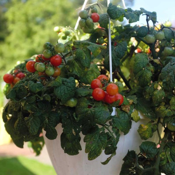 Zoomaa kuva kohteesta Tomato 'Cherry Falls'
