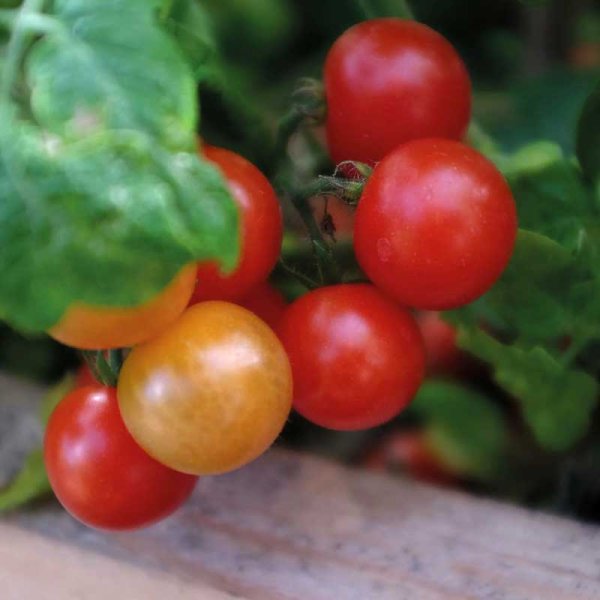 Zoom bilde av Tomato 'Veranda Red' F1