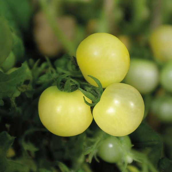 Zoom bilde av Tomato 'Balconi Yellow'