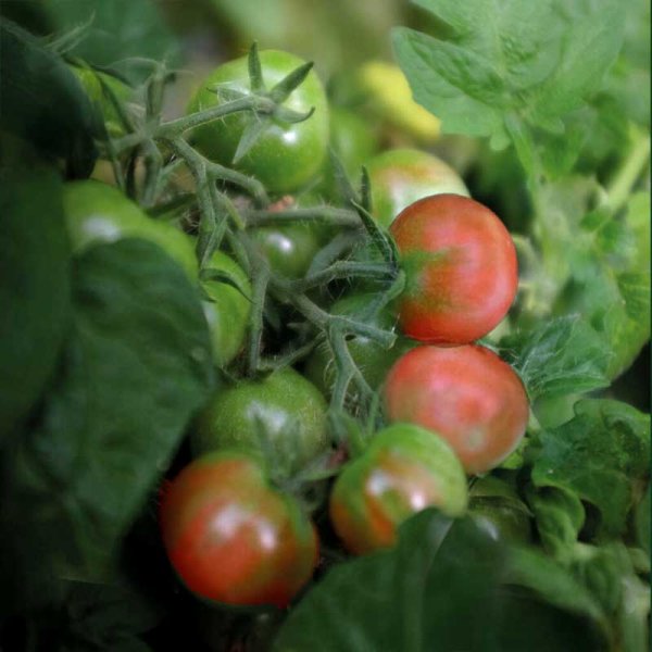 Zoomaa kuva kohteesta Tomato 'Balconi Red'