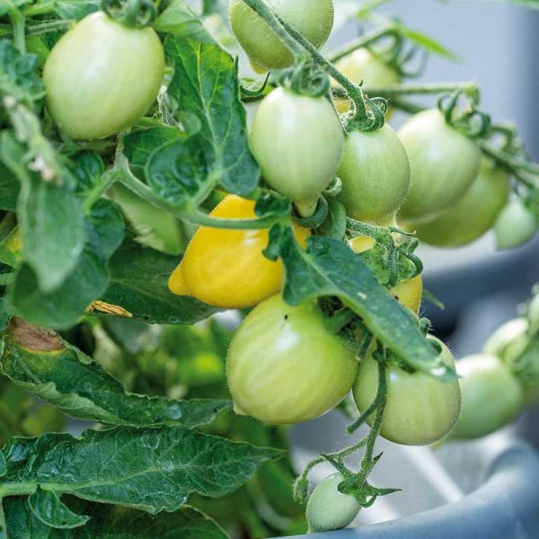 Zoom bilde av Tomato 'Funnyplums Creamy Yellow' F1