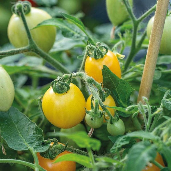 Zoomaa kuva kohteesta Tomato 'Funnyplums Orange' F1