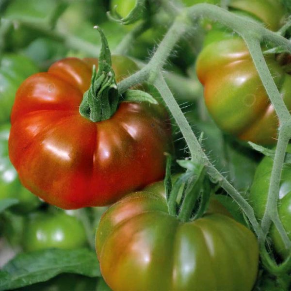 Zoom bilde av Tomat 'Marmande'