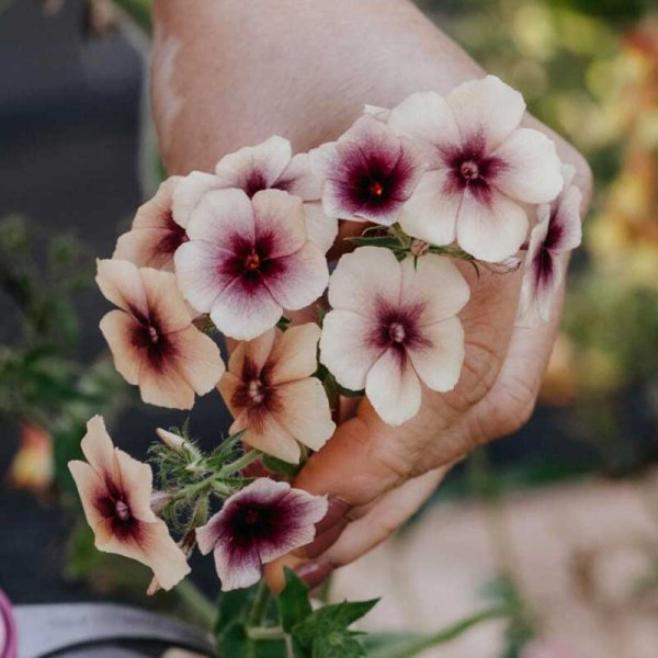 Zoomaa kuva kohteesta Kesäloistosalvia 'Cherry Caramel'