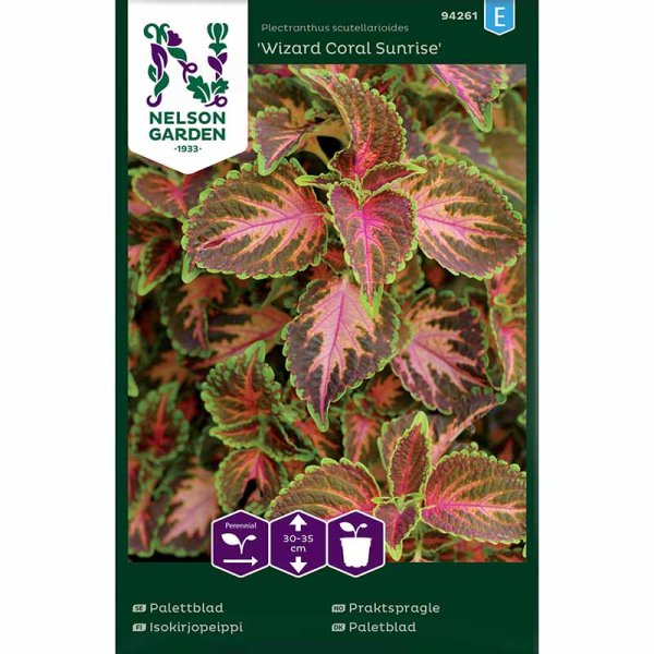 Zoom bilde av Coleus 'Wizard Coral Sunrise'