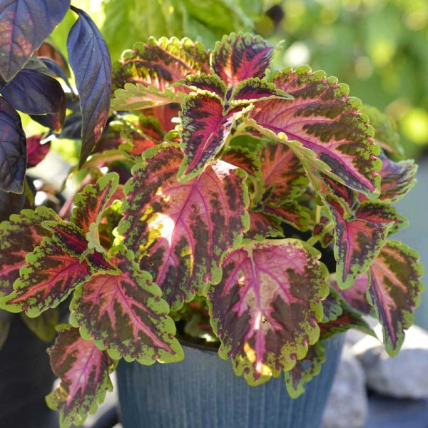 Zoom bilde av Coleus 'Wizard Coral Sunrise'