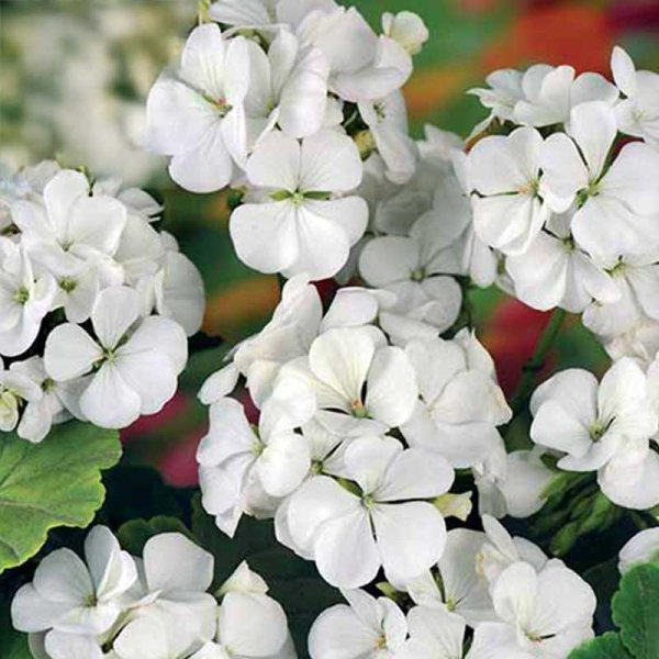 Zoomaa kuva kohteesta Pelargoni 'Inspire White' F1