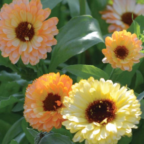 Zoom bilde av Ringblomst 'Cantaloupe'