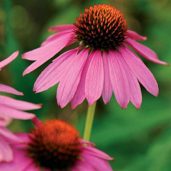 Zoomaa kuva kohteesta Röd rudbeckia Starlight