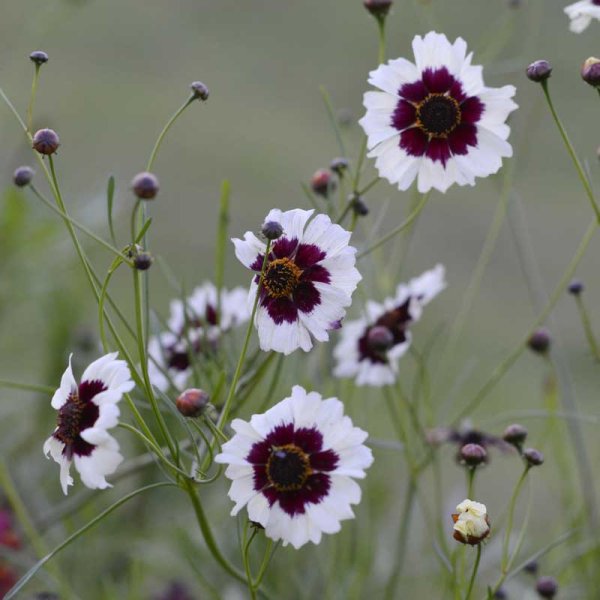 Zoom bilde av Tigerøye 'Incredible! Swirl'
