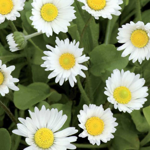 Zoomaa kuva kohteesta Tuhatkauno 'Meadow Daisy'