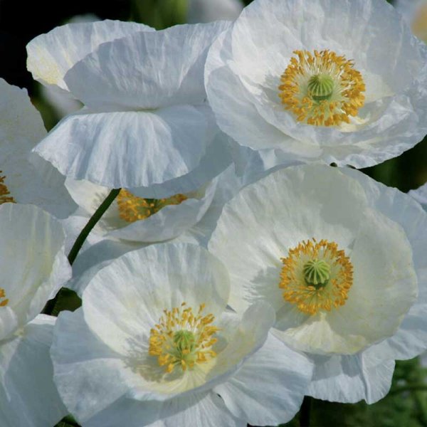 Zoom bilde av Valmue 'Bridal Silk'