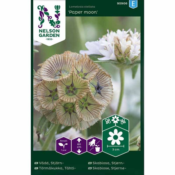 Zoomaa kuva kohteesta Scabiosa 'Paper Moon'