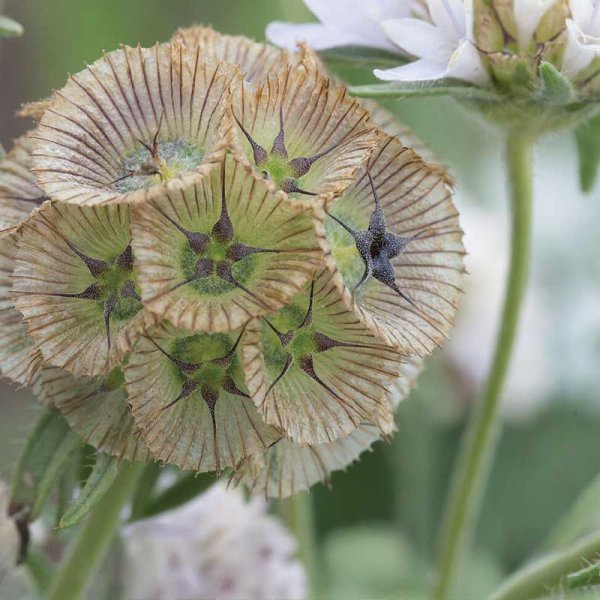 Zoomaa kuva kohteesta Scabiosa 'Paper Moon'