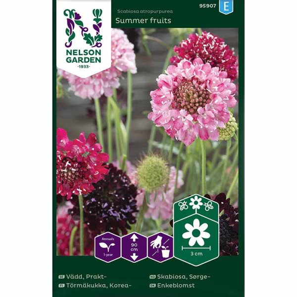 Zoomaa kuva kohteesta Scabiosa 'Summer fruits'