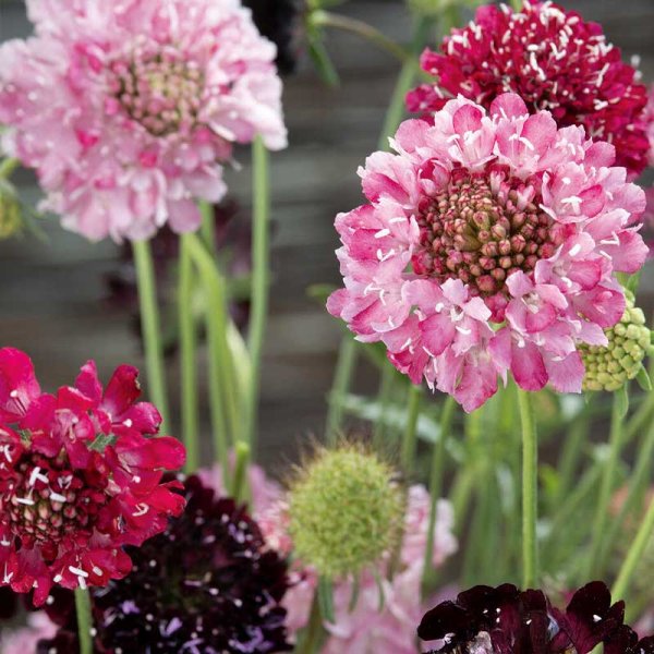 Zoomaa kuva kohteesta Scabiosa 'Summer fruits'