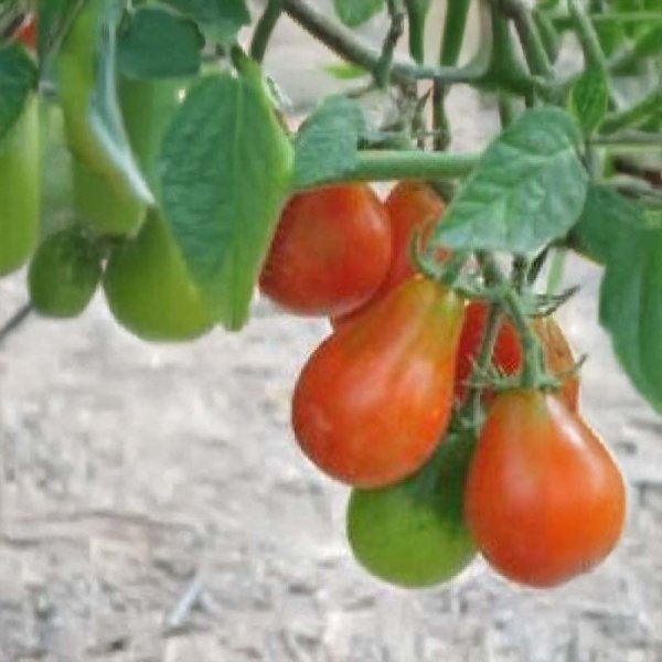 Zoomaa kuva kohteesta Tomaatti 'Red Pear Cherry Bell'