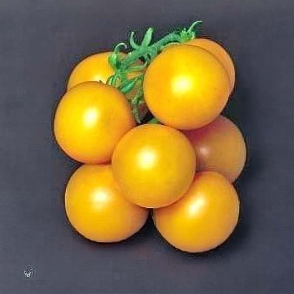 Zoom bilde av Tomat 'Ponderosa Yellow'