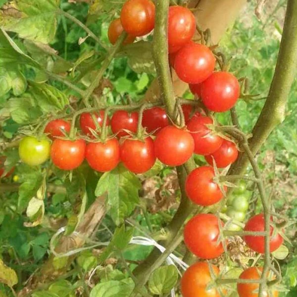 Zoomaa kuva kohteesta Tomaatti 'Schlossgarten Cherry'