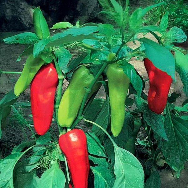 Zoomaa kuva kohteesta Makea paprika 'Kostas' F1
